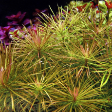 Погостемон стеллатус (с грузом) (Pogostemon stellatus)