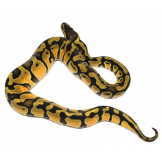 Королевский питон Pastel Enchi, S