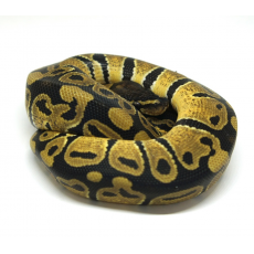 Королевский питон (Pastel het Clown)