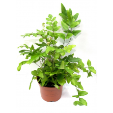 Пилея Falcata