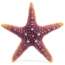 Коралл искусственный Laguna Звезда морская M, 160х160х30 мм