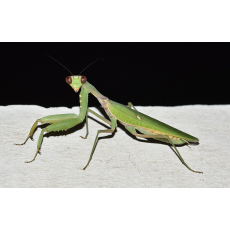 Богомол (Hierodula cf. rufopatellata)