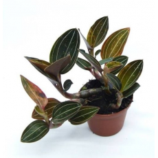 Лудизия (Ludisia) 10'