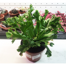 Асплениум "Антикум" (Asplenium antiquum) 12'