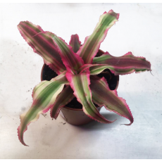 Криптантус (Cryptanthus) 5,5'