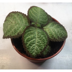 Эписция (Episcia sp.) 8'