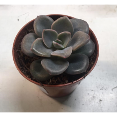Эхеверия (Echeveria) 5,5-6'