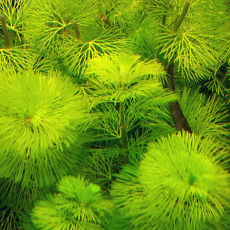 Кабомба водная (в горшке)