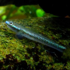 Бычок Стифодон Неоновый Синий (Stiphodon semoni)