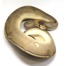Королевский питон (Сhampagne)