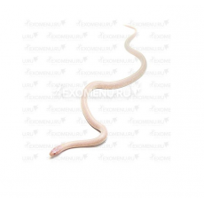 Королевская змея, Californiae Albino Stripe