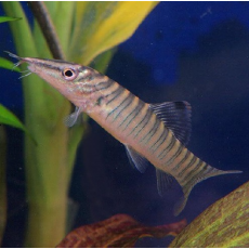 Боция тигровая (Syncrossus hymenophysa)