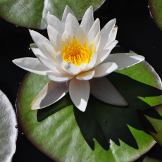Нимфея Marliacea Albida белая, корневище