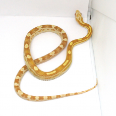 Полоз маисовый Motley butter, S