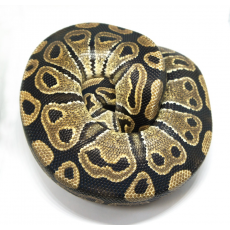 Королевский питон (Normal), L самка