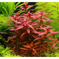Людвигия перуанская Даймонд (с грузом) (Ludwigia Peruensis)