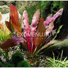 Эхинодорус Рубин Красный (с грузом)