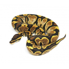 Королевский питон (Calico), M