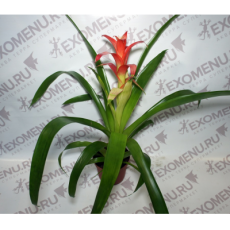 Бромелия микс (Bromelia sp.) 8'