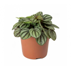 Пеперомия белополосая (Peperomia albovitatta "Piccola Banda") 8'