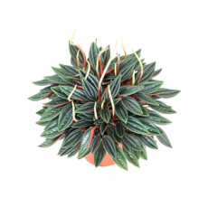 Пеперомия Каперата (Peperomia caperata) 8'