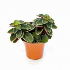 Пеперомия Вертициллата (Peperomia verticillata) 8'