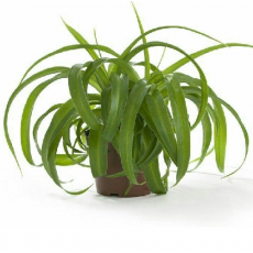 Хлорофитум микс (Chlorophytum sp.) 10'