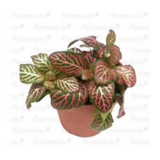 Фиттония микс (Fittonia cv.) 8'