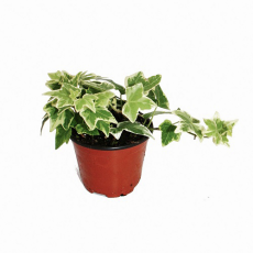 Плющ (Hedera sp.) 10'