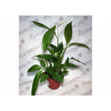 Спатифиллум (Spathiphyllum) 10'