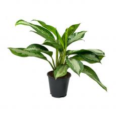 Аглаонема (Aglaonema) 10'