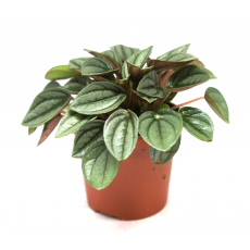 Пеперомия микс (Peperomia sp.) 8'