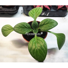 Хирита микс (Chirita sp.) 10'
