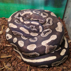 Королевский питон (Mojave), L