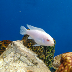 Псевдотрофеус зебра Снежинка (Maylandia zebra var. albino)