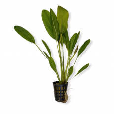 Эхинодорус Глаз дьявола (в горшке)