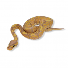 Королевский питон (Banana), S