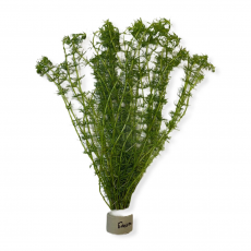 Бакопа перистолистная (с грузом) (Bacopa myriophylloides)