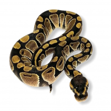 Королевский питон Normal het Albino, S (Самка)