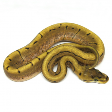 Королевский питон (Spiner), S