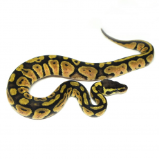 Королевский питон (Pastel), S