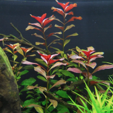 Людвигия ползучая Супер Красная (с грузом) (Ludwigia repens rubin super red)