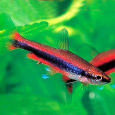 Нанностомус Бекфорда красный (Nannostomus beckfordi red)