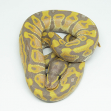 Королевский питон Banana blade het clown