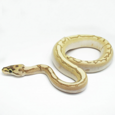 Королевский питон (Bamboo Spider)