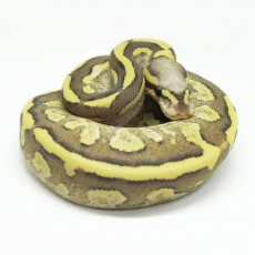 Королевский питон Vanilla Cream Mojave