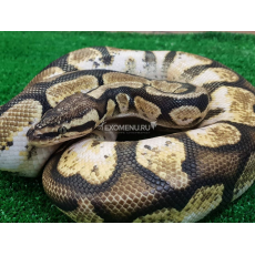 Королевский питон (Pastel Calico), L