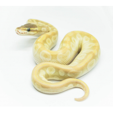 Королевский питон Crystal (special mojave spider), S