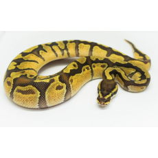 Королевский питон (Fire Enchi), S