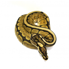 Королевский питон (Black Bee) Spider Black Pastel, M